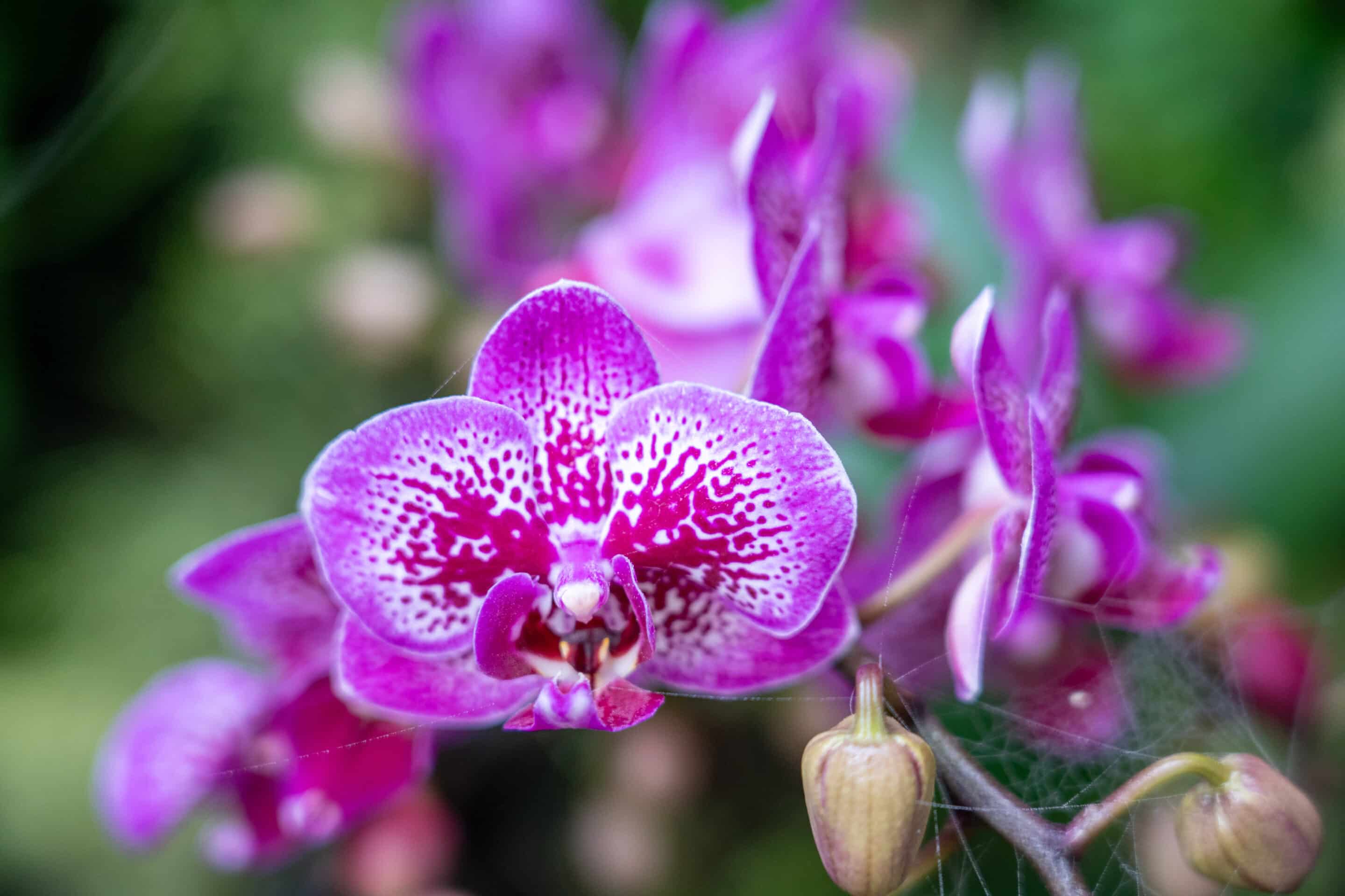 fleur cloud forest