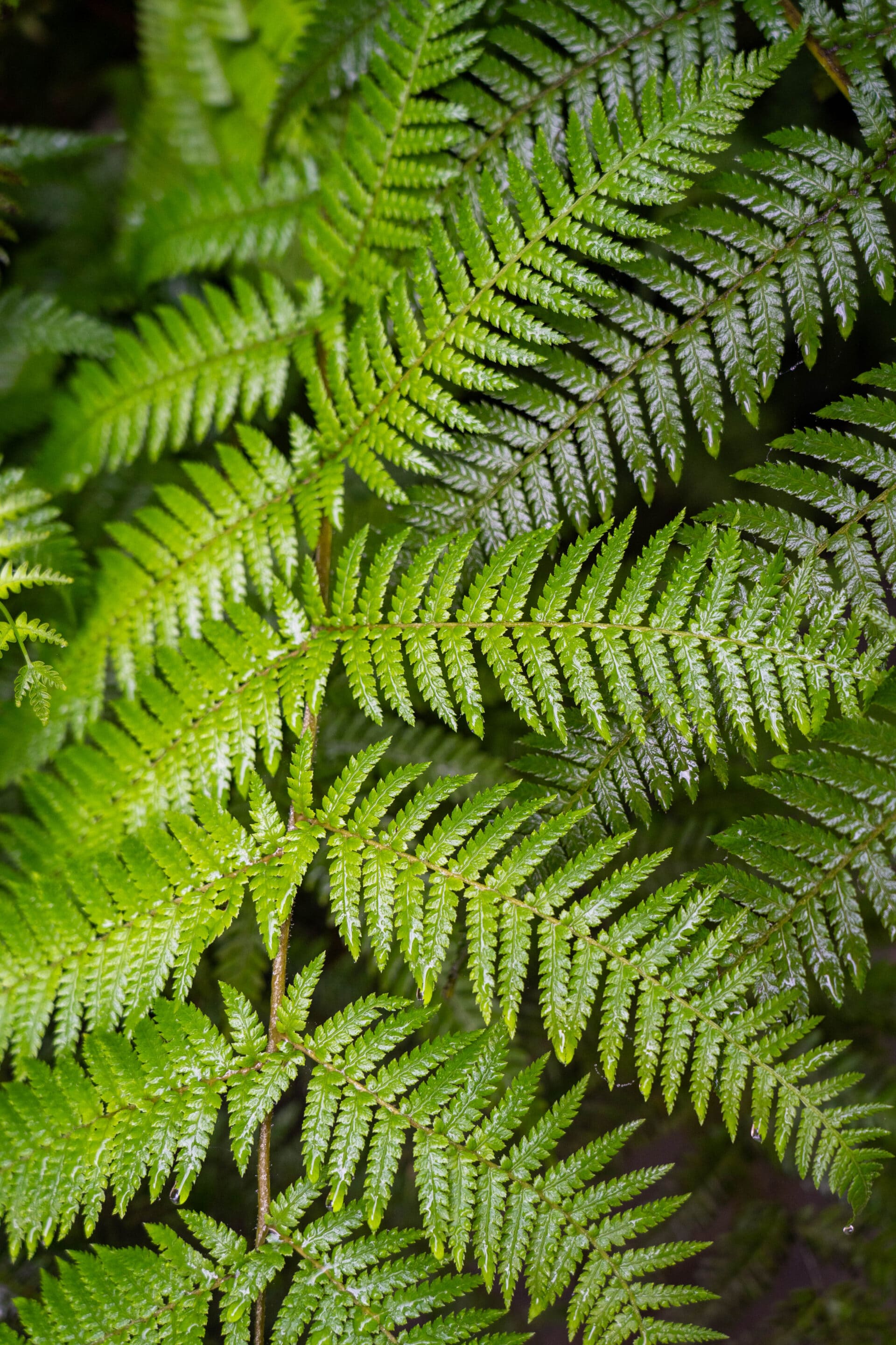 nature singapour