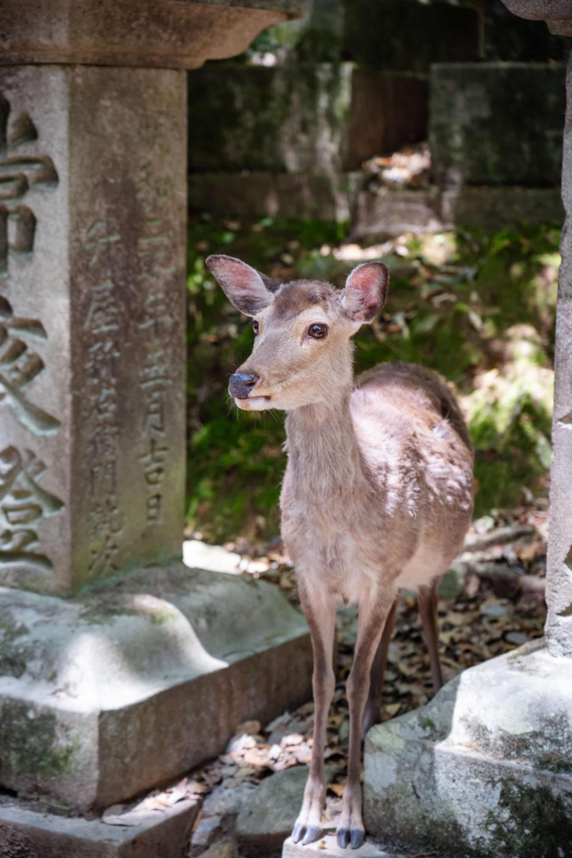 Nara biche