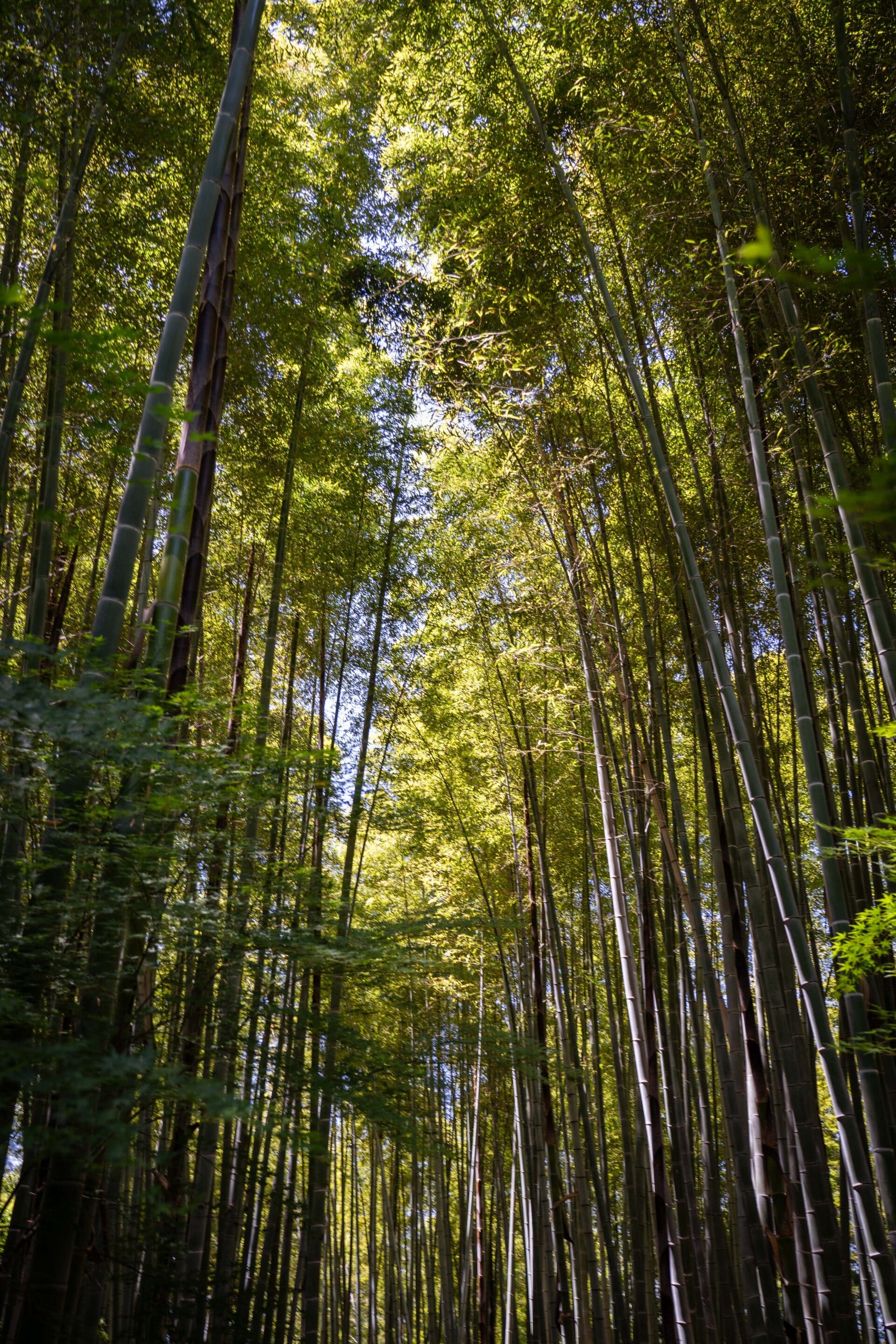 foret bambou kyoto