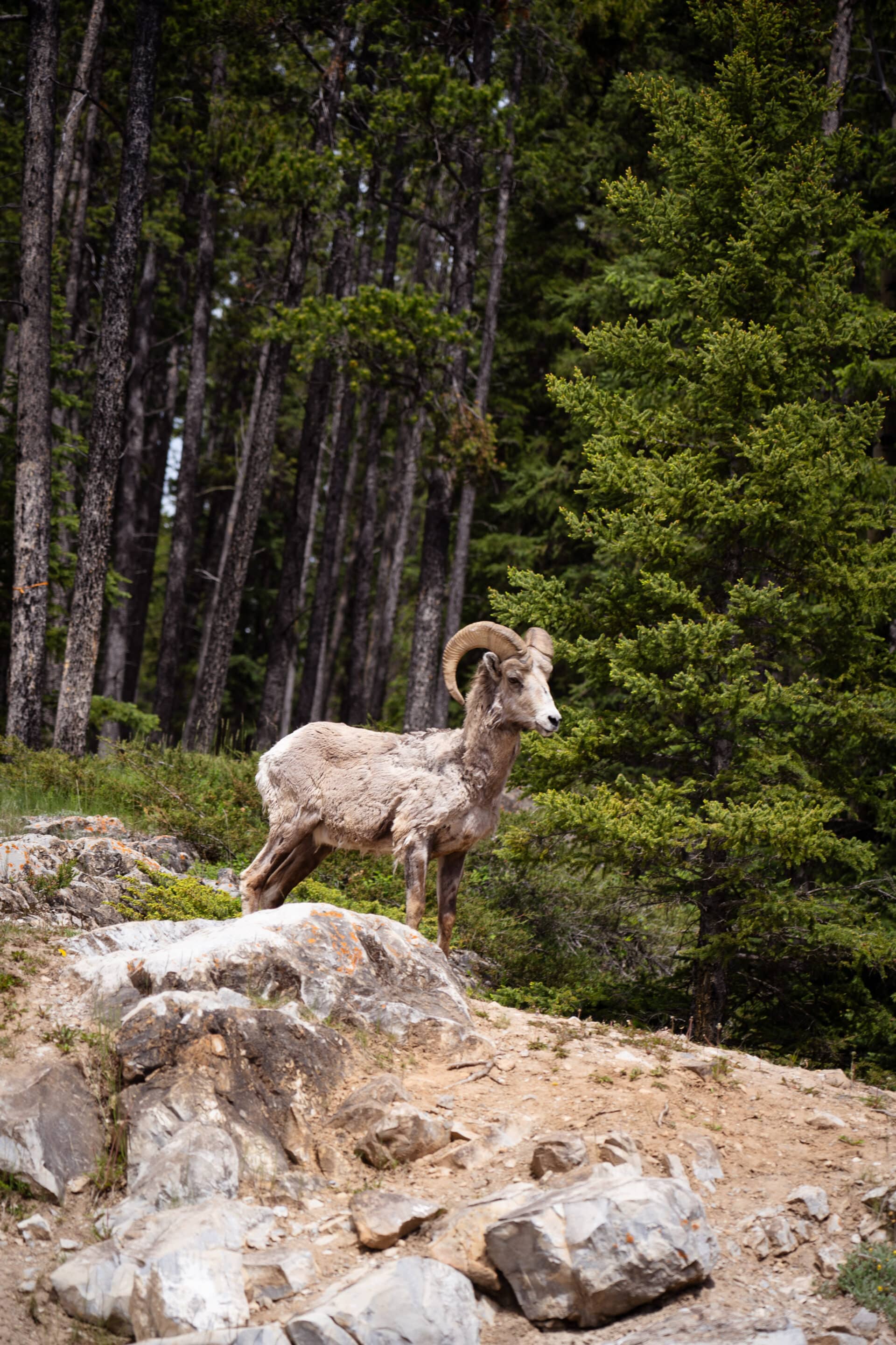 mouflon canada