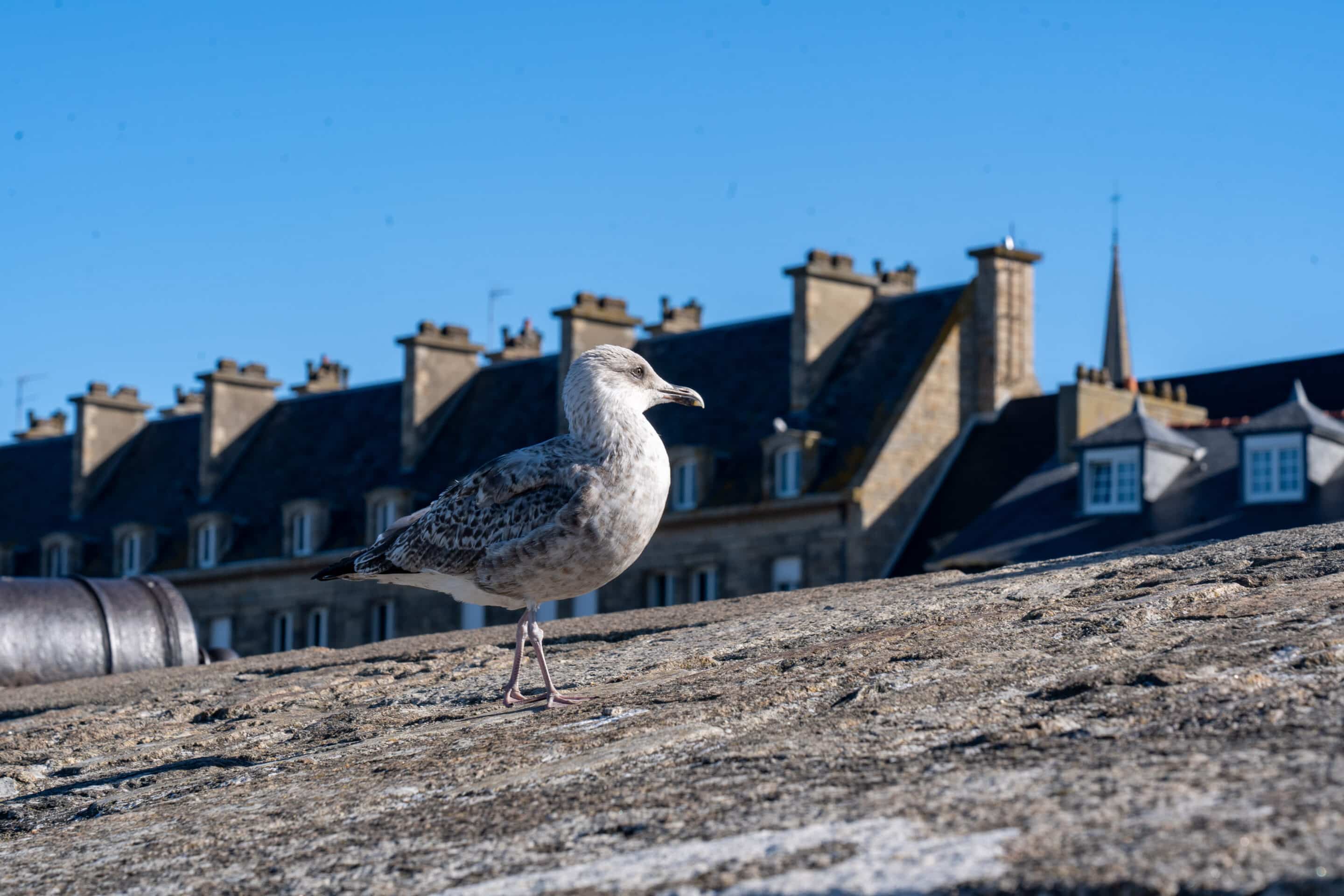 saint malo bretagne