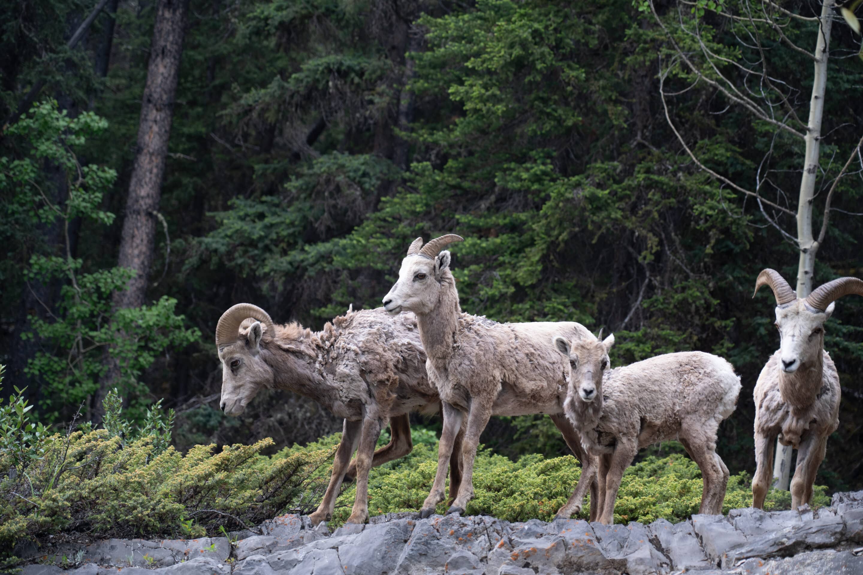 mouflons canada