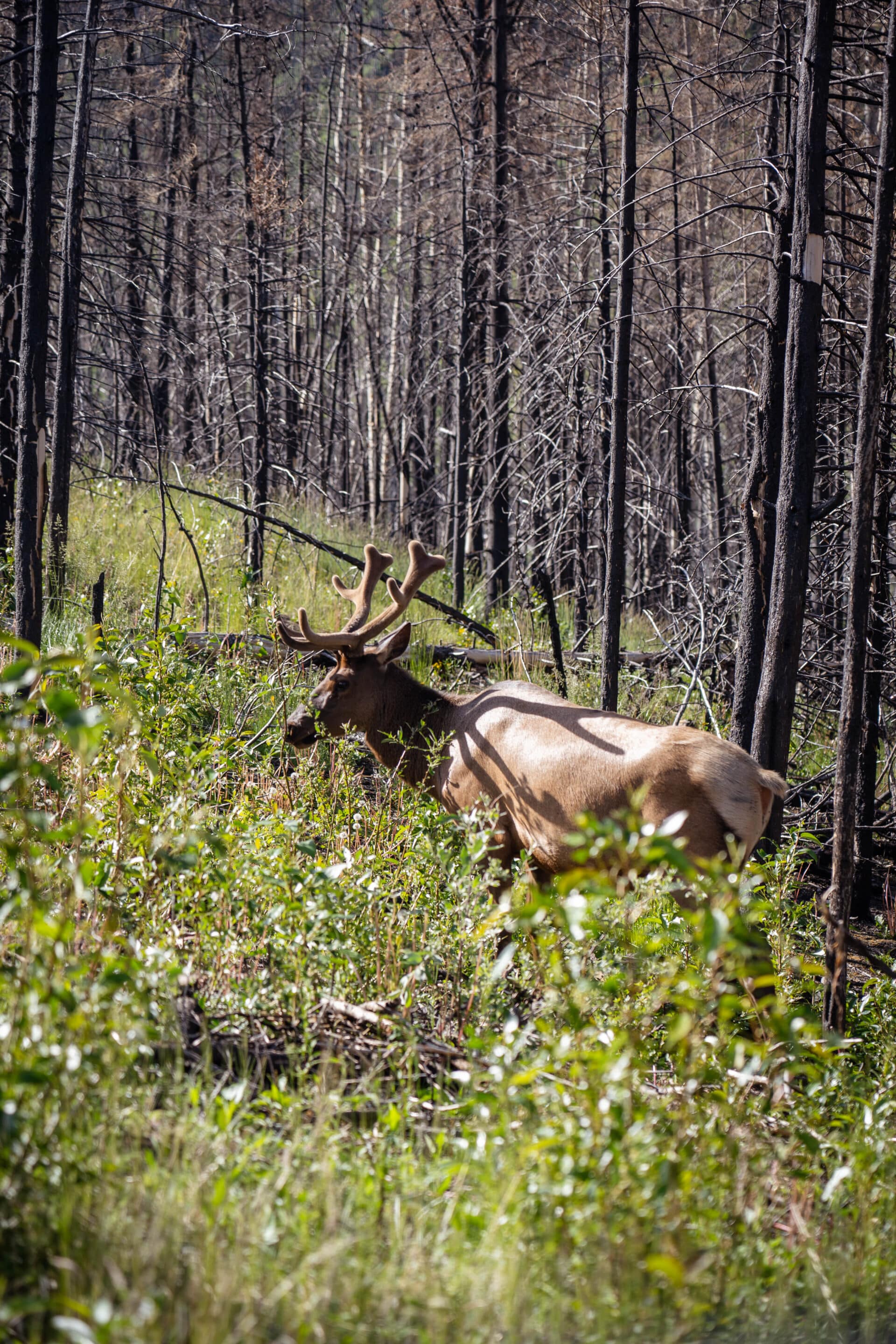 wapiti canada